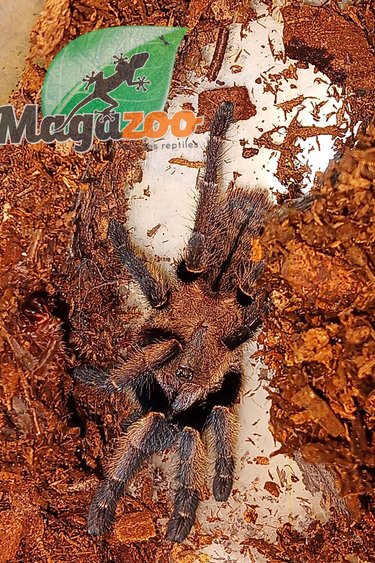 Magazoo Thai golden fringe tarantula ''Golden fringe'' 1/2'' (with enclosure)/Ornithoctonus aureotibialis