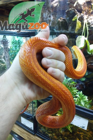 Magazoo Corn snake Albino hypo Stripe