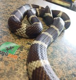 Magazoo California king snake Adult