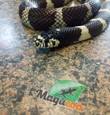 Magazoo Serpent roi de Californie Adulte