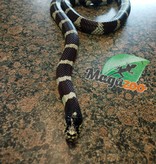 Magazoo California king snake Adult