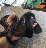 Magazoo Nicaragua boa constrictor Motley Female (3 yeard old)