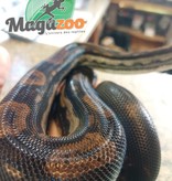 Magazoo Boa constricteur du Nicaragua Motley Femelle (3.5 ans)