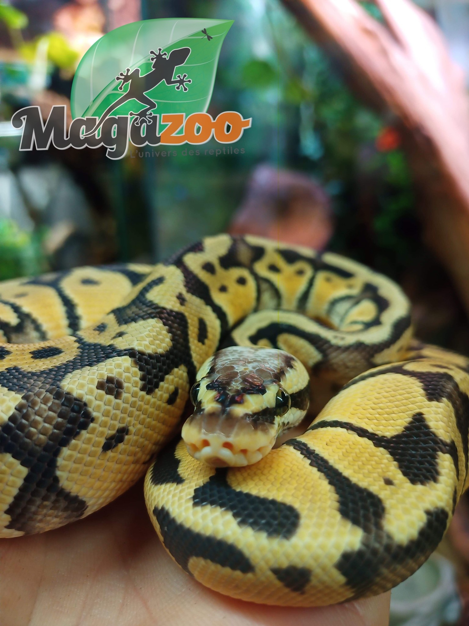 Magazoo Ball python Pastel Vanilla Male