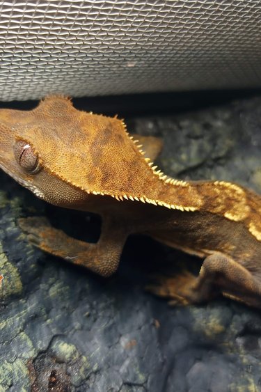 Magazoo Gecko à Crête Halloween Arlequin Bébé