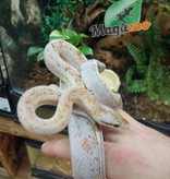Magazoo Chinese Beauty rat snake Chinoise Calico poss. hypo Male 2021 (66% poss. het. Albino T+)