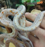 Magazoo Chinese Beauty rat snake Chinoise Calico poss. hypo Male 2021 (66% poss. het. Albino T+)