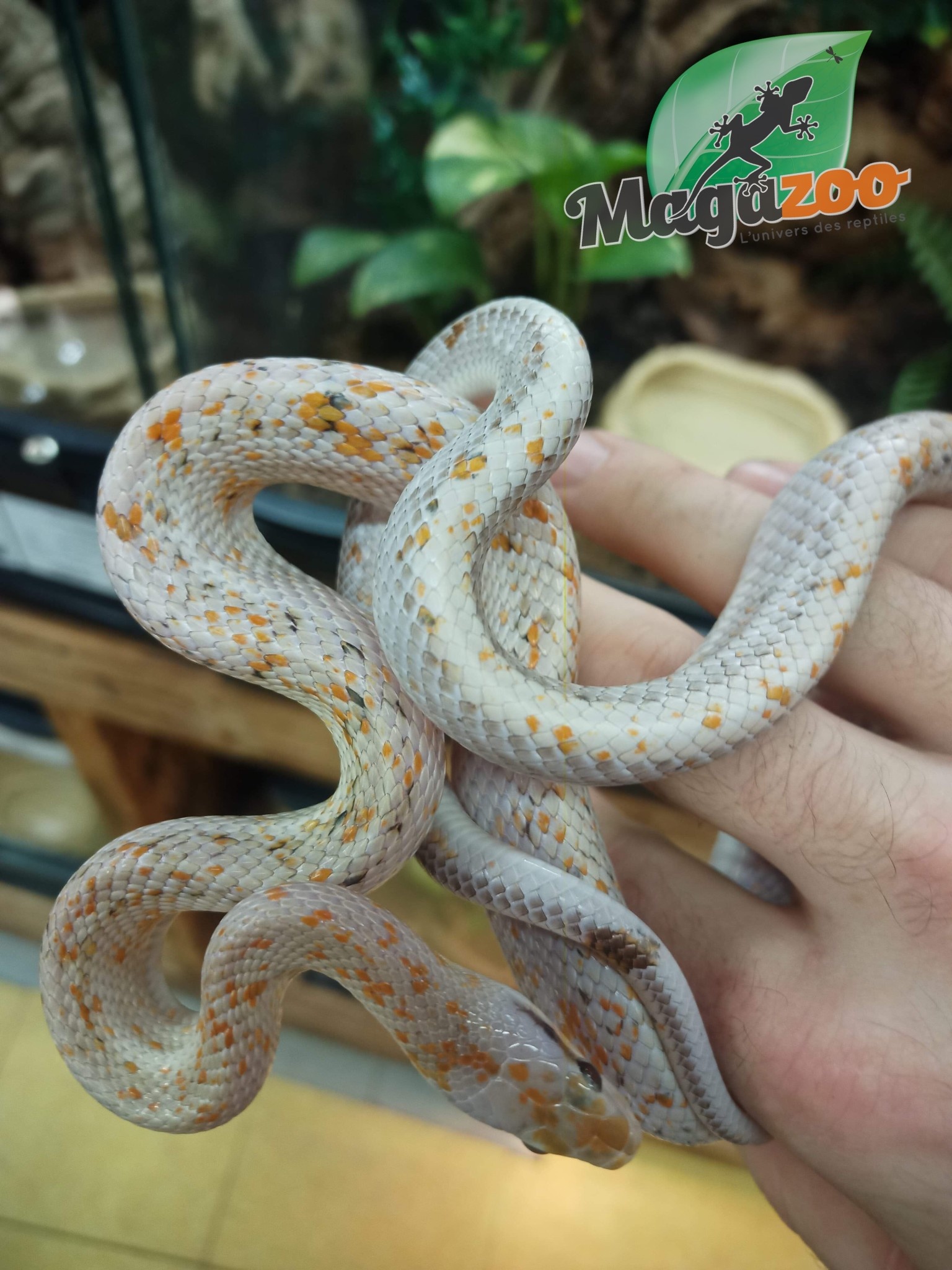 Magazoo Serpent ratier Beauté Chinoise Calico poss. hypo Mâle 2021 (50% poss. het. Albino T+)
