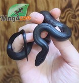 Magazoo Mexican black king snake 2