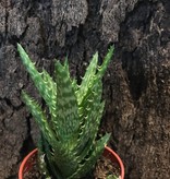 Magazoo Aloes 3'' Plant