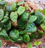 La Swamp Plante  Ficus Pumila