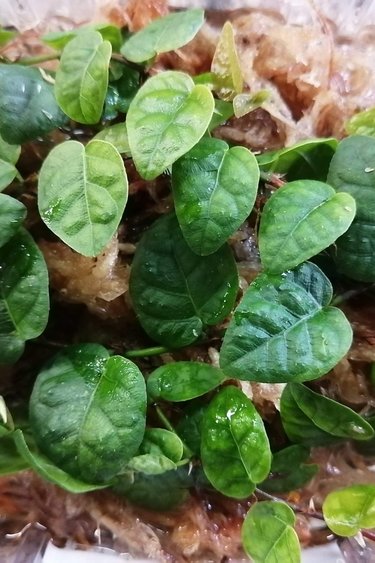 La Swamp Ficus Pumila Plant