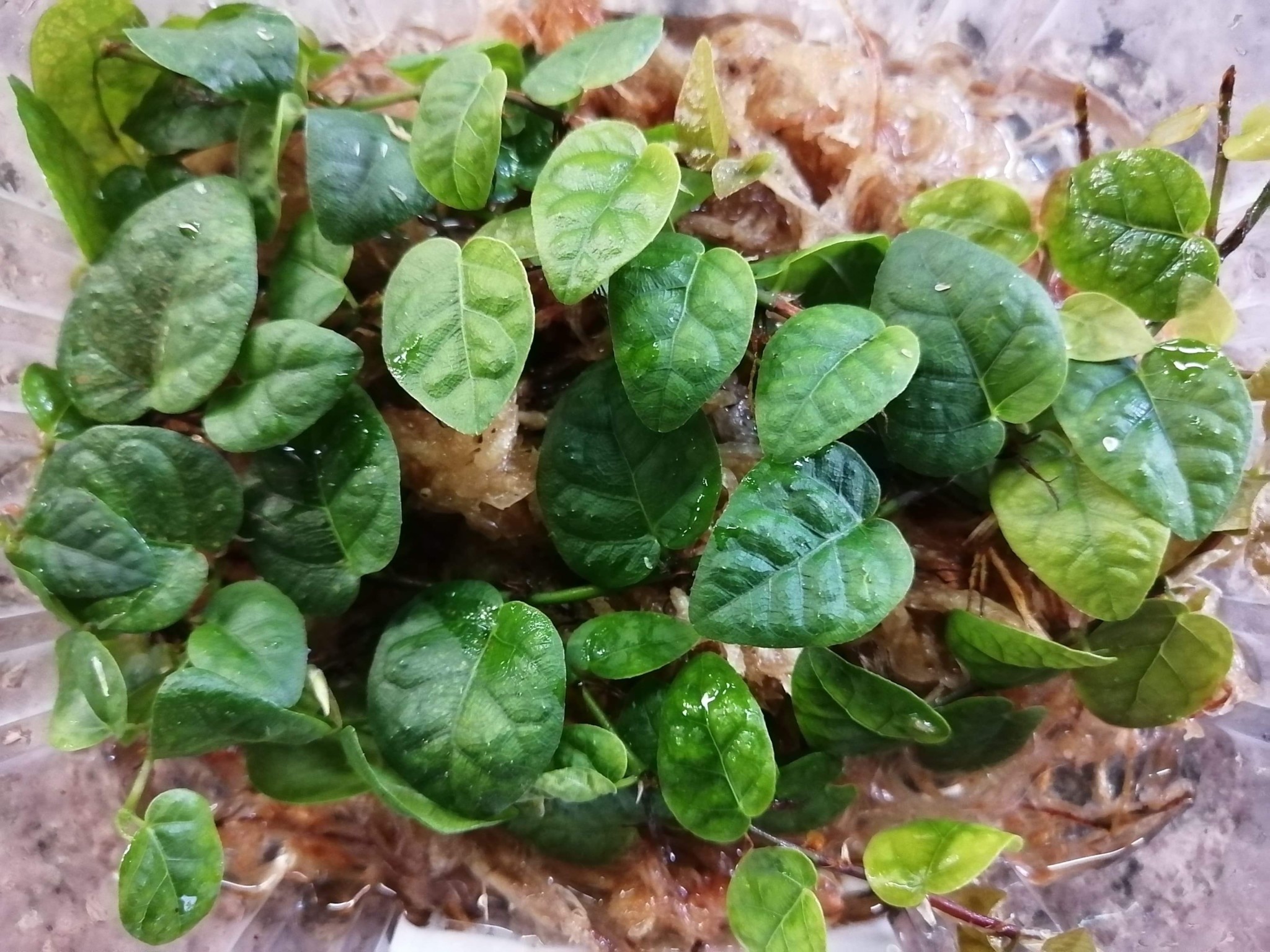 La Swamp Plante  Ficus Pumila