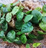 La Swamp Plante  Ficus Pumila