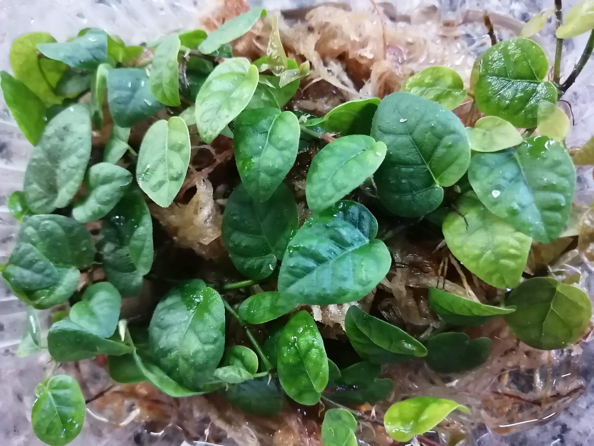 La Swamp Plante  Ficus Pumila