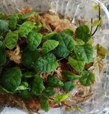 La Swamp Ficus Pumila Plant