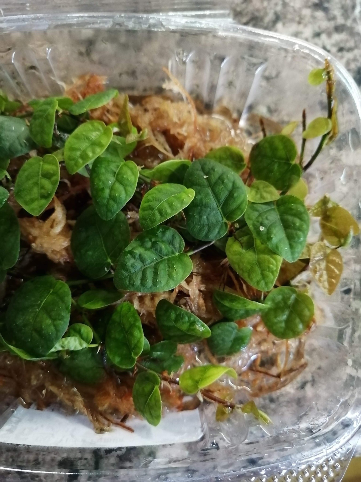 La Swamp Plante  Ficus Pumila