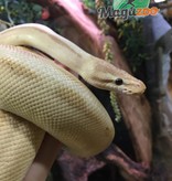 Magazoo Ball python Banana Genetic Stripe Het Enhancer Male