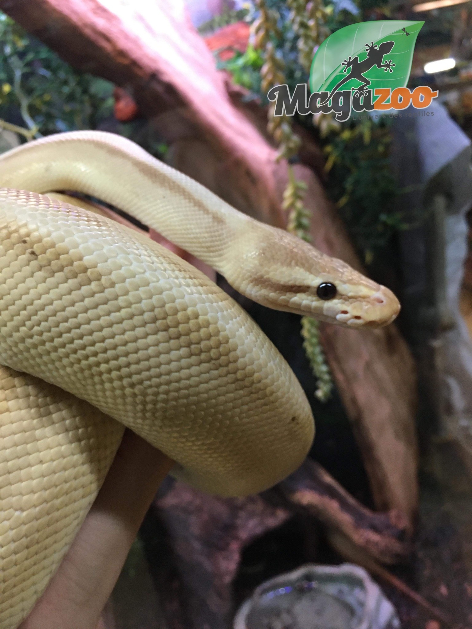 Magazoo Python royal Banana Genetic Stripe Het Enhancer Mâle