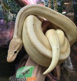 Magazoo Python royal Banana Genetic Stripe Het Enhancer Mâle