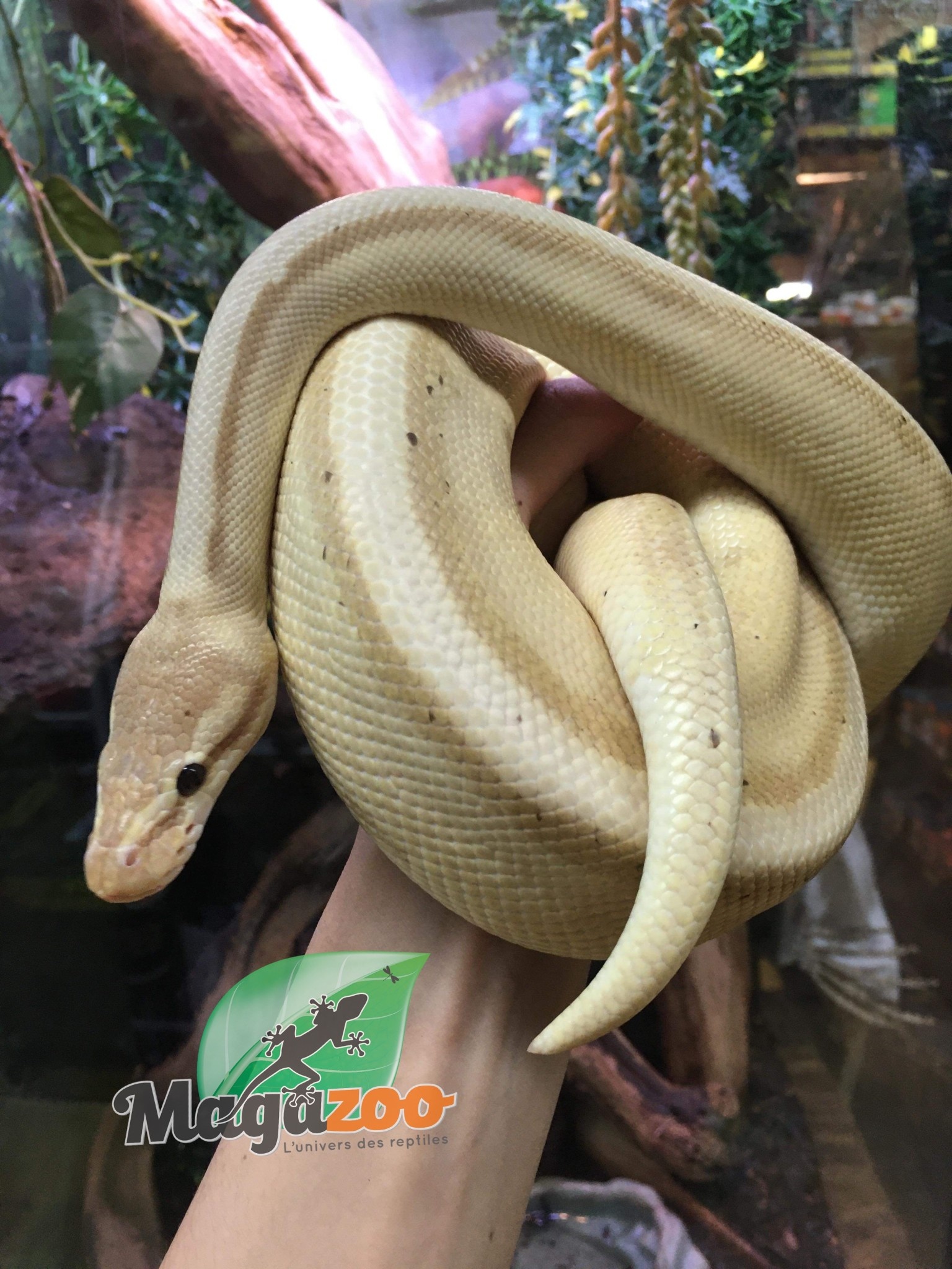 Magazoo Ball python Banana Genetic Stripe Het Enhancer Male