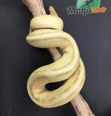 Magazoo Python royal Banana Genetic Stripe Het Enhancer Mâle