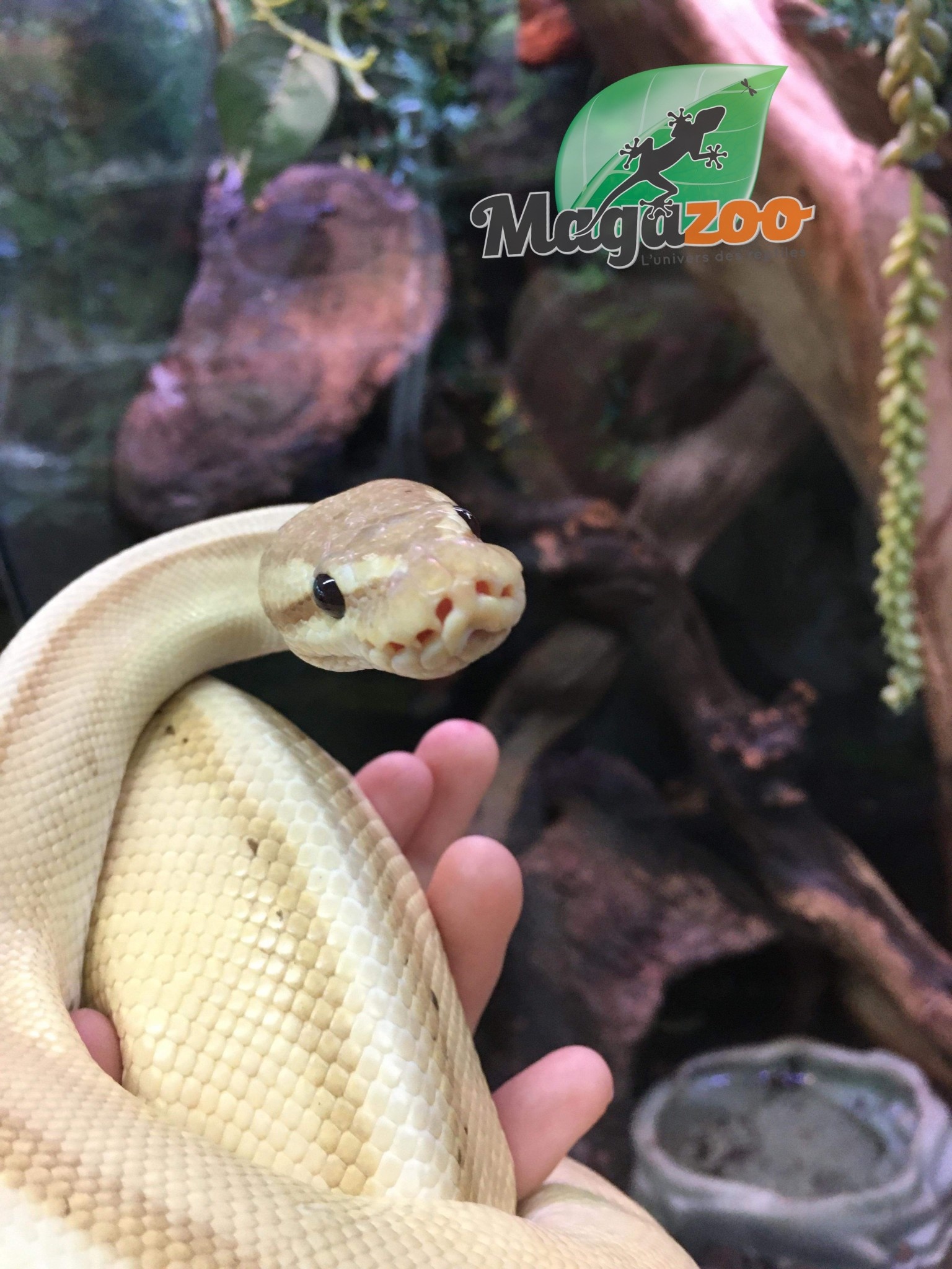 Magazoo Python royal Banana Genetic Stripe Het Enhancer Mâle