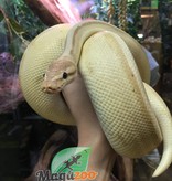 Magazoo Python royal Banana Genetic Stripe Het Enhancer Mâle