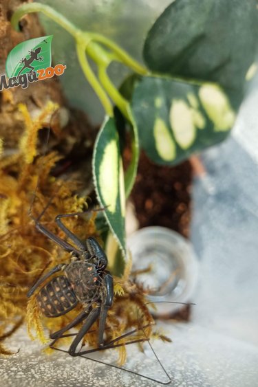 Magazoo Mexican Tailless Whipscorpion (Sold with kit)/Paraphrynus mexicanus