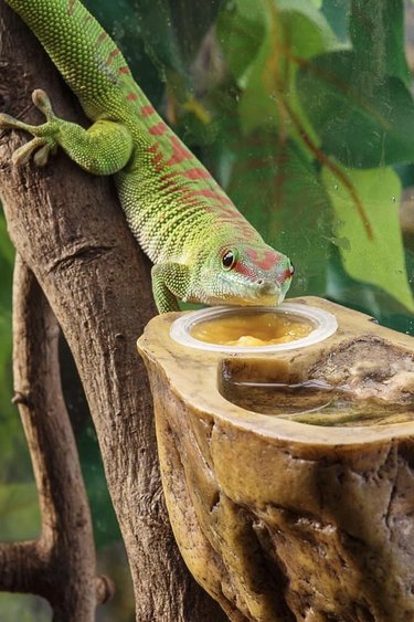 Exoterra EXO TERRA PT2810 Bol eau et nourriture pour gecko 3.5 X 1.5 X 4.9 ”