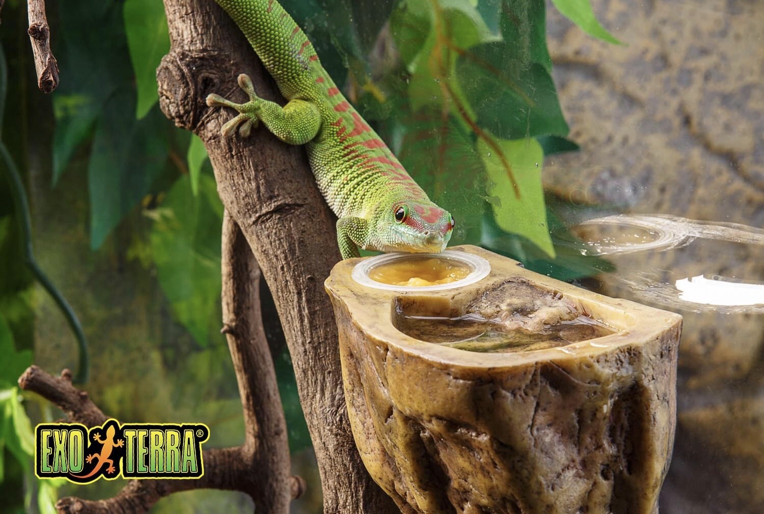 Exoterra Gecko Dish / Combo Water & Feeding Dish 3.5 X 1.5 X 4.9 ”