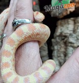 Magazoo Serpent taureau Albino Rusty Femelle