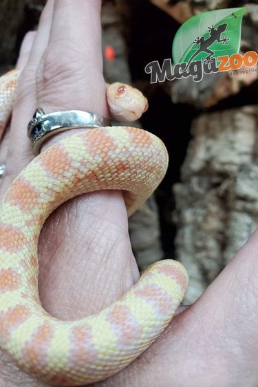 Magazoo Gopher snake Albino Rusty Female