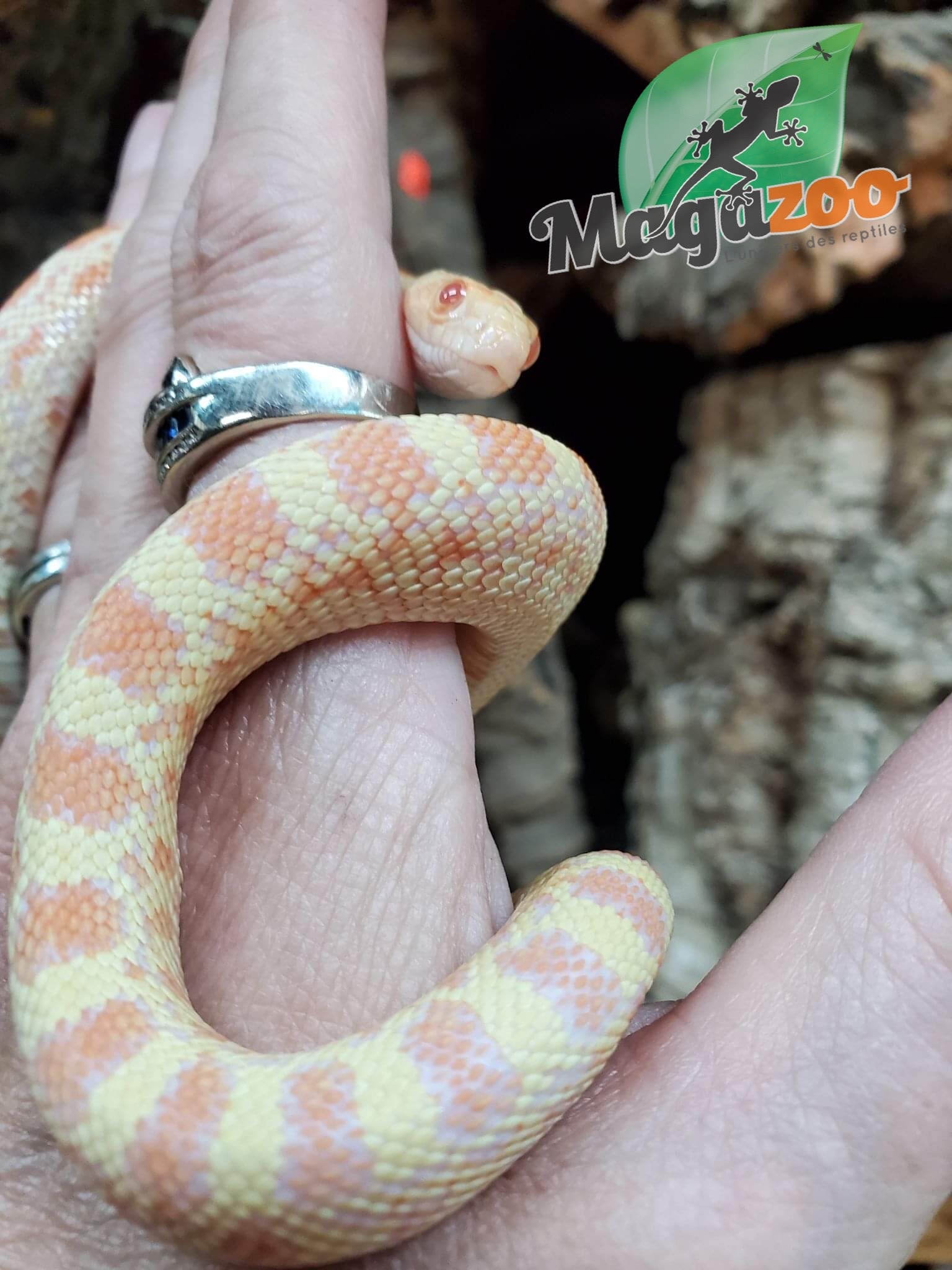 Magazoo Gopher snake Albino Rusty Female