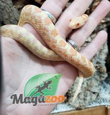 Magazoo Gopher snake Albino Rusty Female