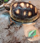 Magazoo Red-footed Tortoise Baby (born September 12, 2022)