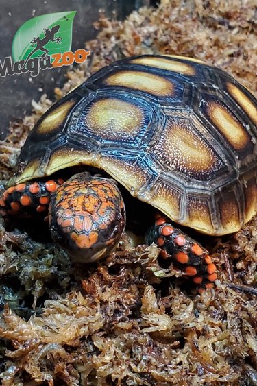 Magazoo Red-footed Tortoise Baby 2022 (born September 11, 0200)