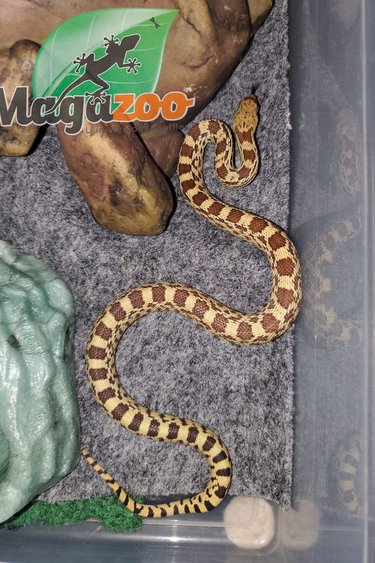 Magazoo Gopher snake (Double Het. Albino Rusty) Male #1