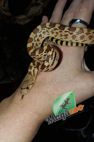 Magazoo Gopher snake (Double Het. Albino Rusty) Male #2