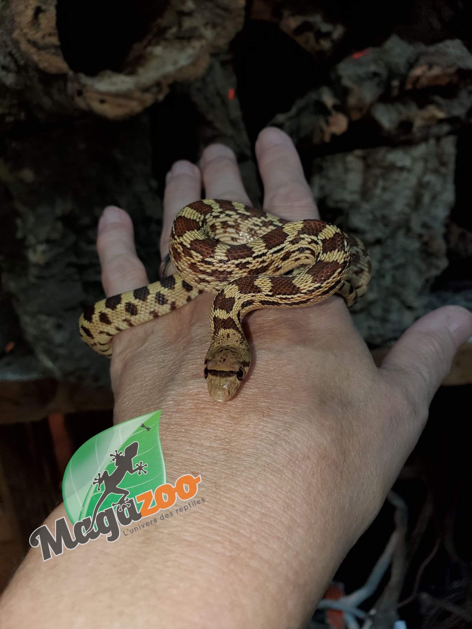 Magazoo Gopher snake (Double Het. Albino Rusty) Male #2