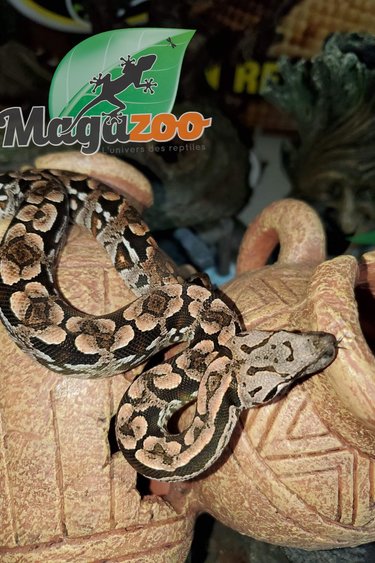 Magazoo Dumeril's boa baby B (Born September 2022) female