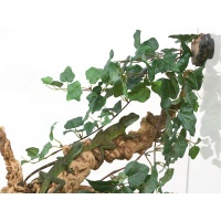 Pet-Tekk PET-TEKK PT-1411 Grappe de vigne de jungle 24"