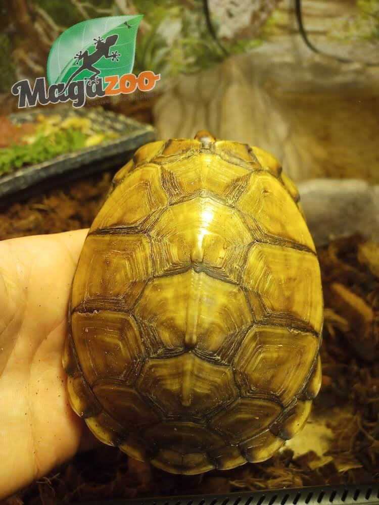 Magazoo  3 toed Box turtle #1