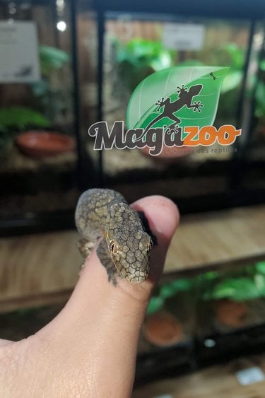 Magazoo Gecko caméléon (Vieillardi) Femelle Adulte