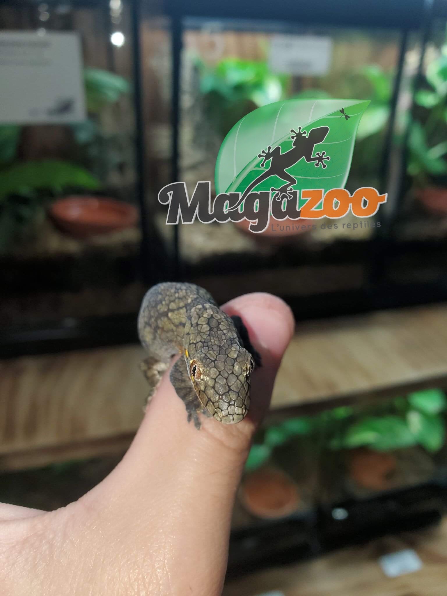 Magazoo Gecko caméléon (Vieillardi) Femelle Adulte