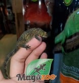 Magazoo Gecko caméléon (Vieillardi) Femelle Adulte