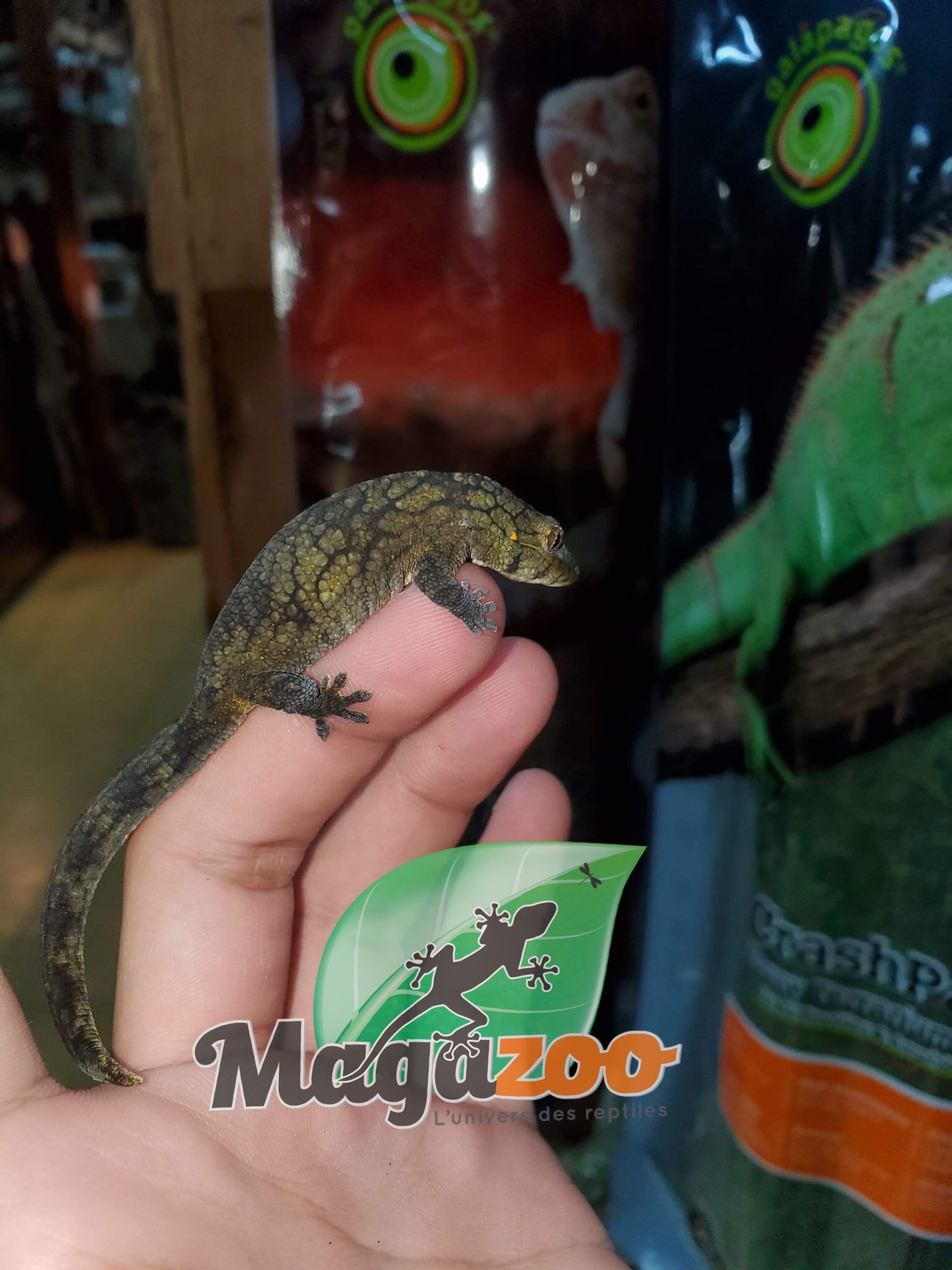 Magazoo Gecko caméléon (Vieillardi) Femelle Adulte