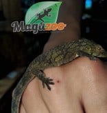 Magazoo Chameleon Gecko (Vieillardi) Female adult