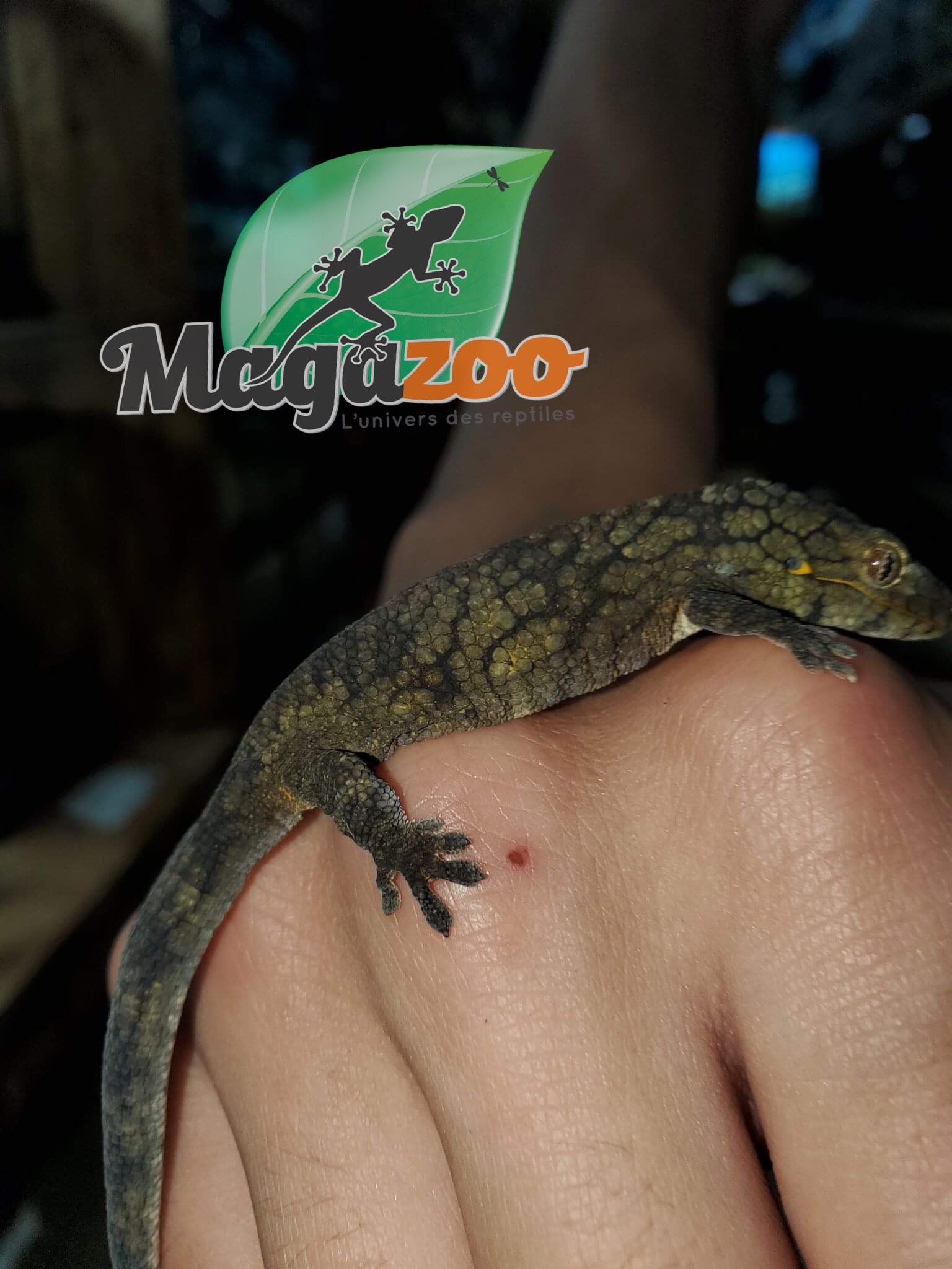 Magazoo Gecko caméléon (Vieillardi) Femelle Adulte