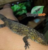 Magazoo Chameleon Gecko (Vieillardi) Female adult